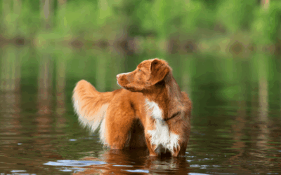 Toxic Algae and Summer Swimming Hazards